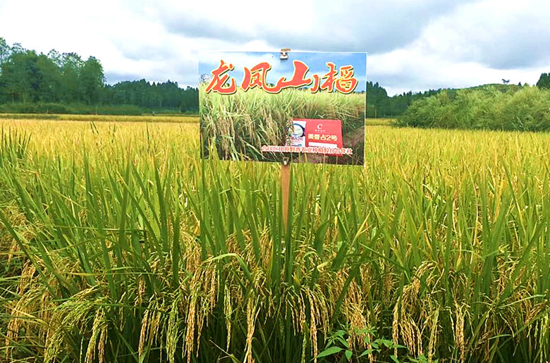 会员企业展示丨龙凤山稻原生态大米
